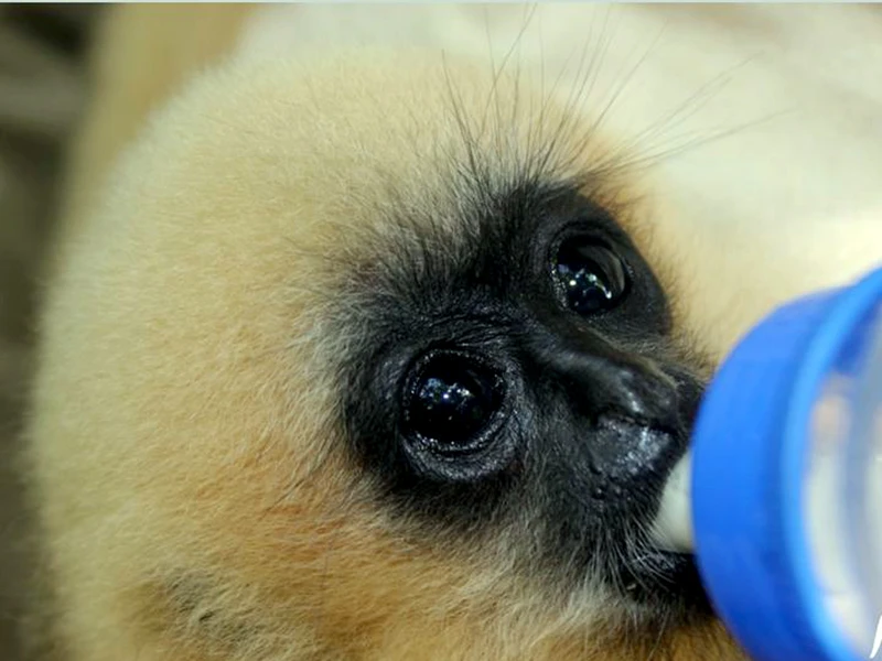 Cá thể vượn má hung được cứu hộ thành công tại trung tâm cứu hộ tại Vườn quốc gia Cúc Phương.